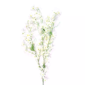 Orquídea Asiática Branca